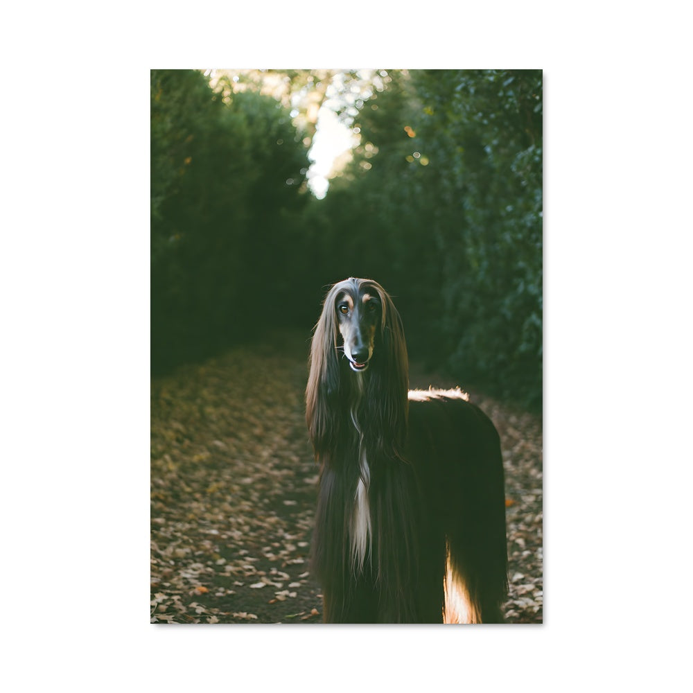 Poster L'Afghan Mystique