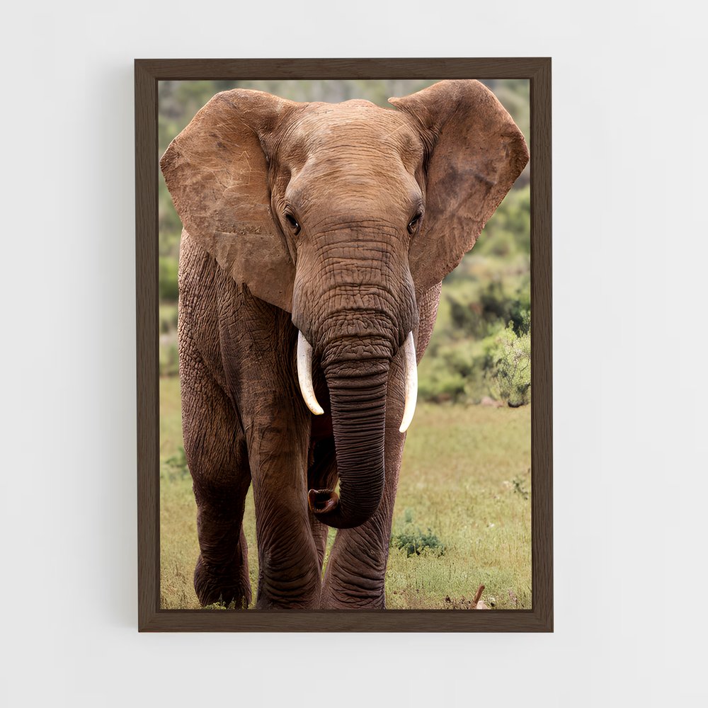 ap-african elephant-1 cadre Bois foncé