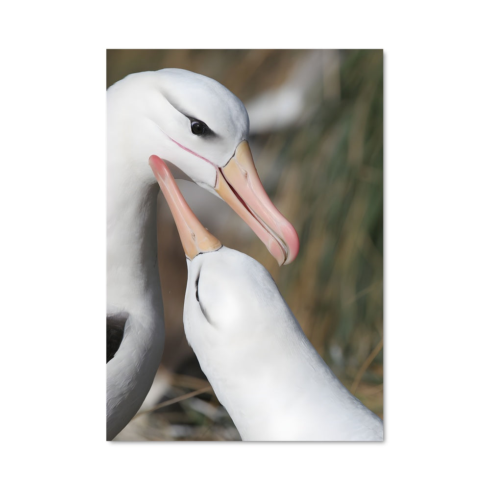 Poster Complices Ailés