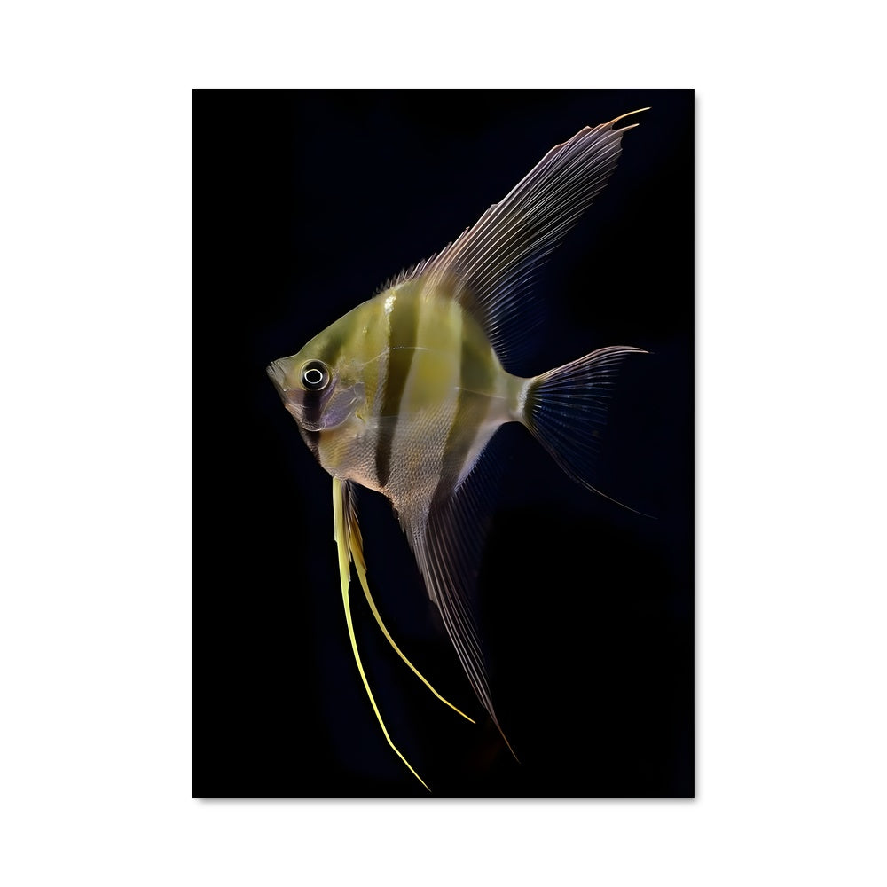 Poster Angelfish Éclat Jaune