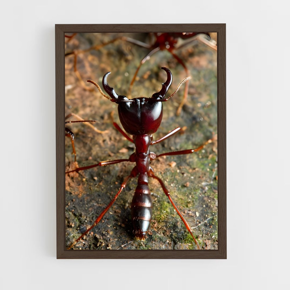 ap-ant-10 cadre Bois foncé
