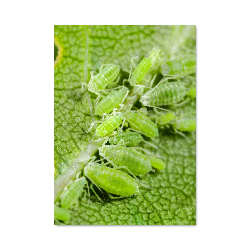 Poster La Vie Cachée