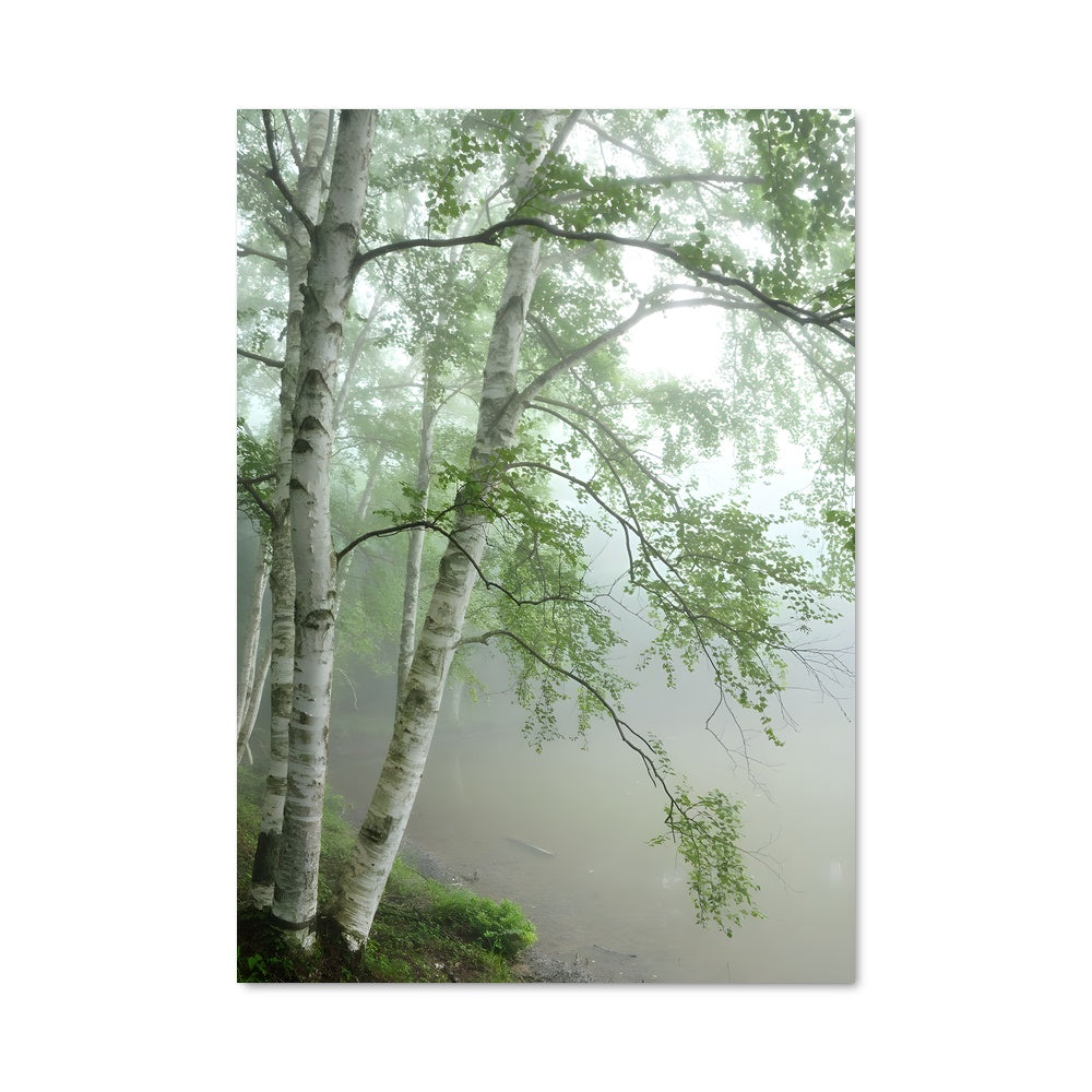 Poster Brume de Bouleaux