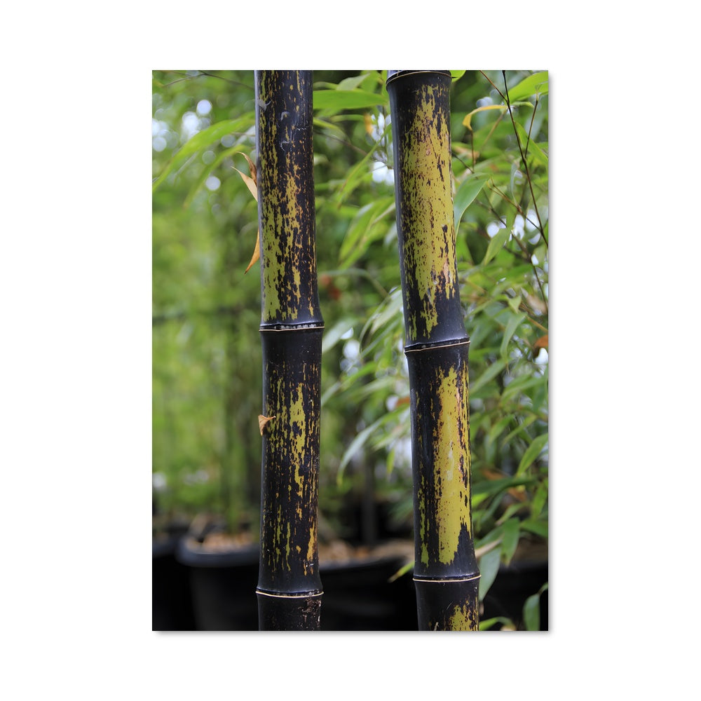 Poster Bamboo Mystique