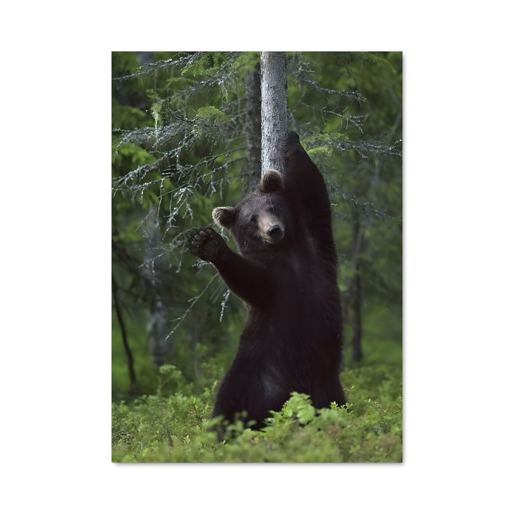 Poster L'Ours Majestueux