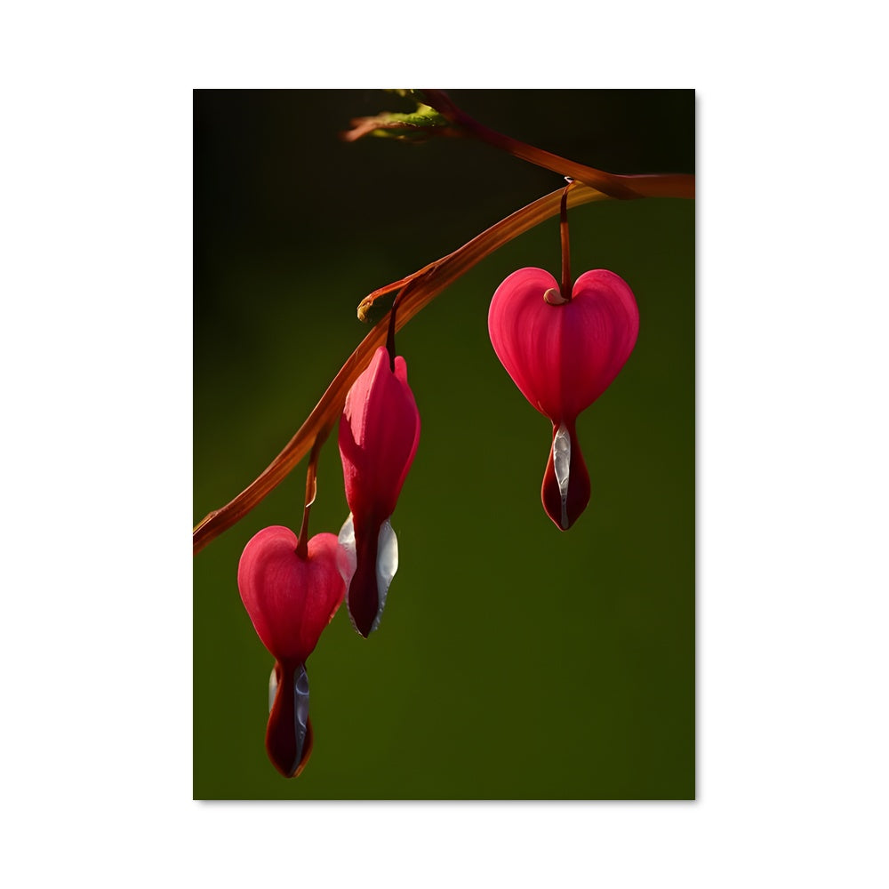 Poster Coeur Sanguin