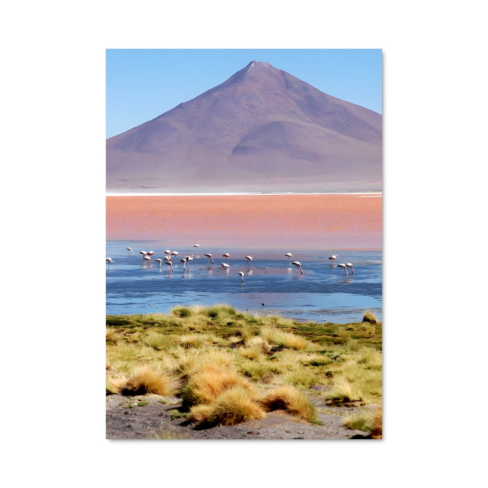 Poster Flamants de Bolivie