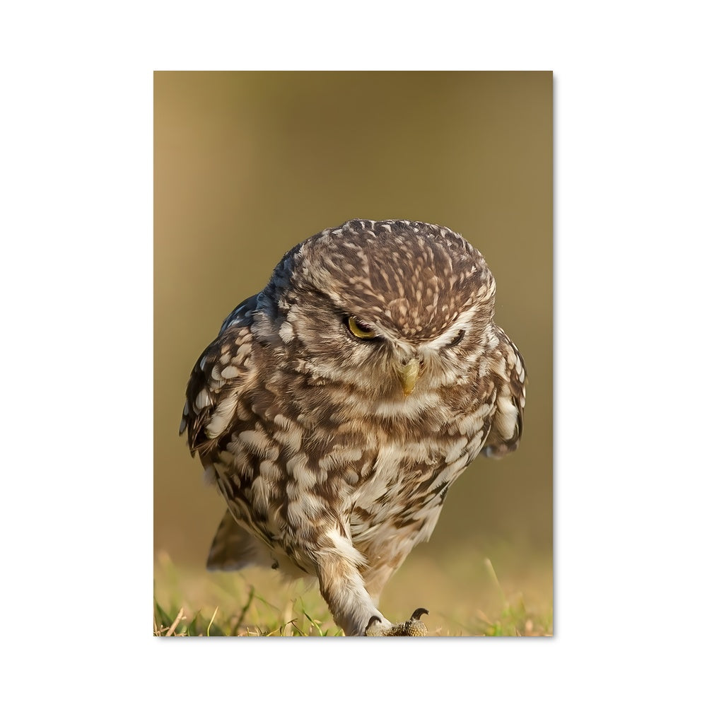 Poster Hibou Souterrain