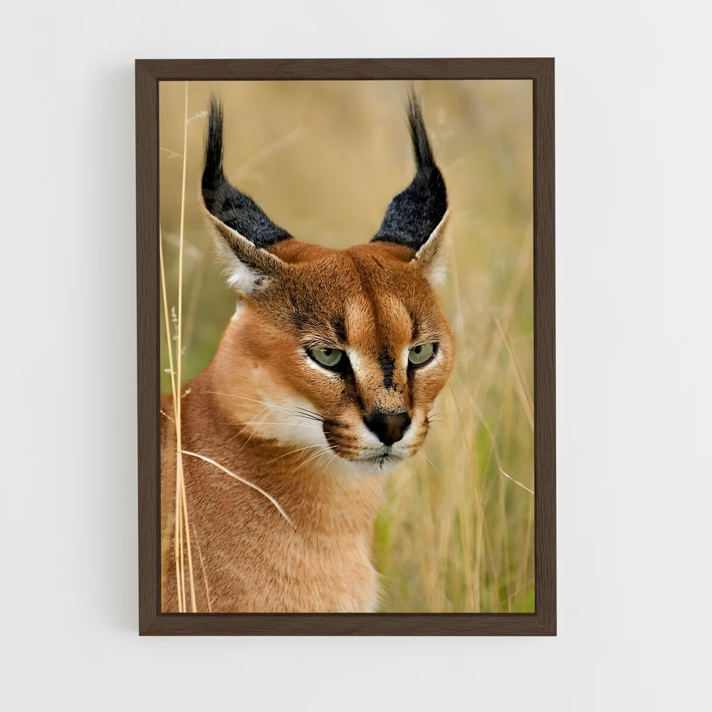 ap-caracal-1 cadre Bois foncé