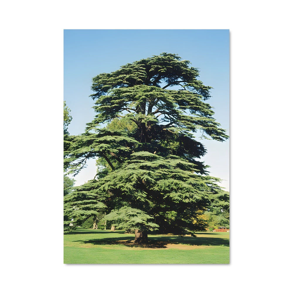 Poster Cedar 96946