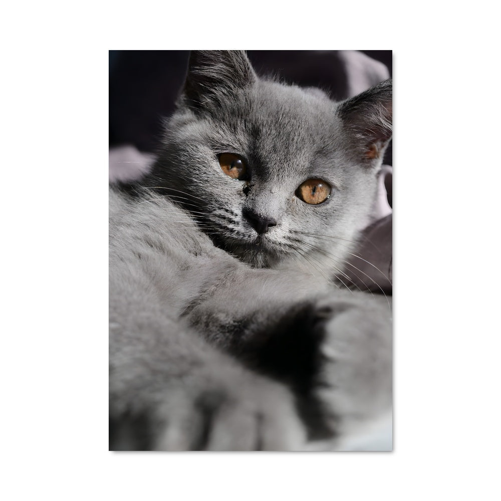 Poster Douceur de Chartreux