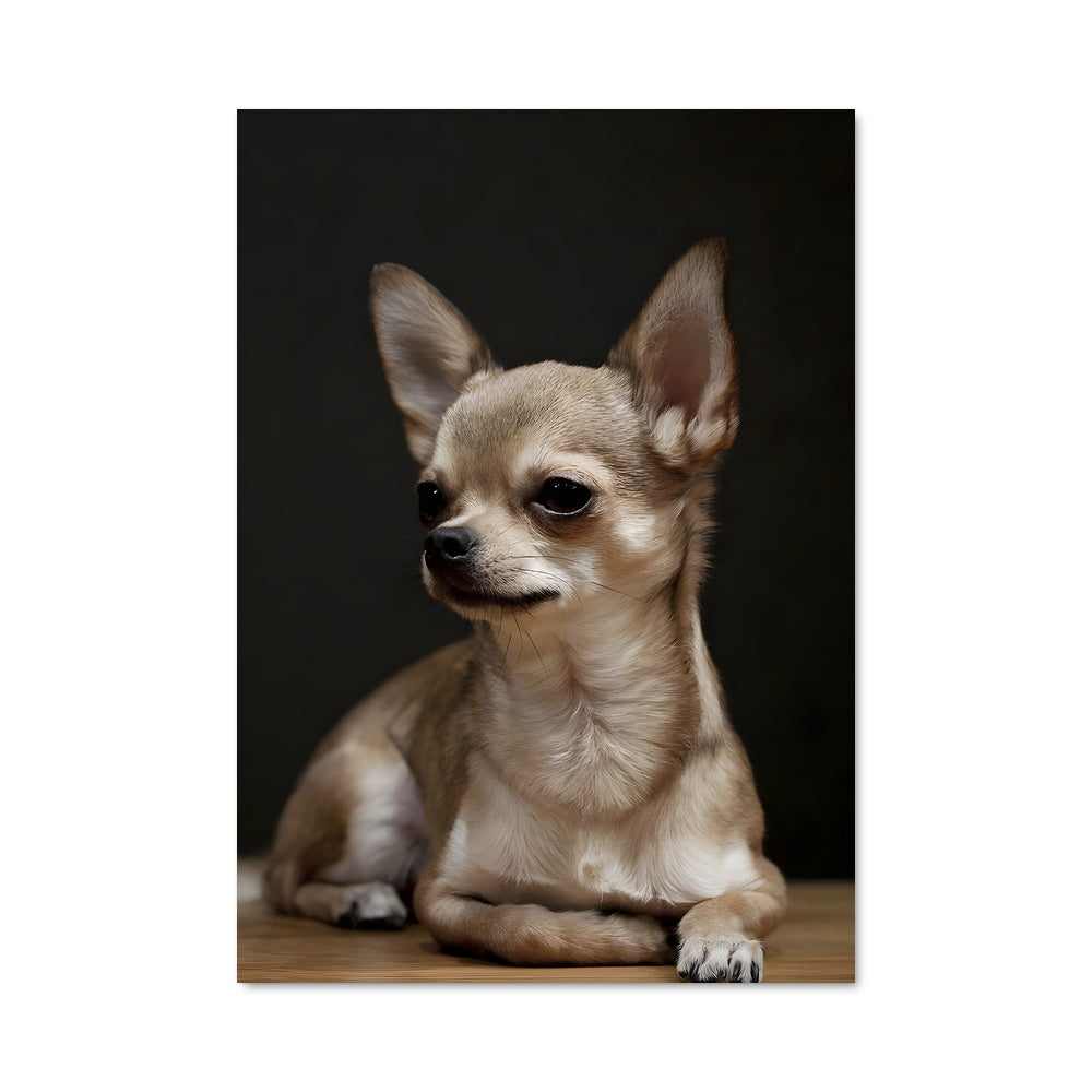 Poster Chihuahua Rêveur