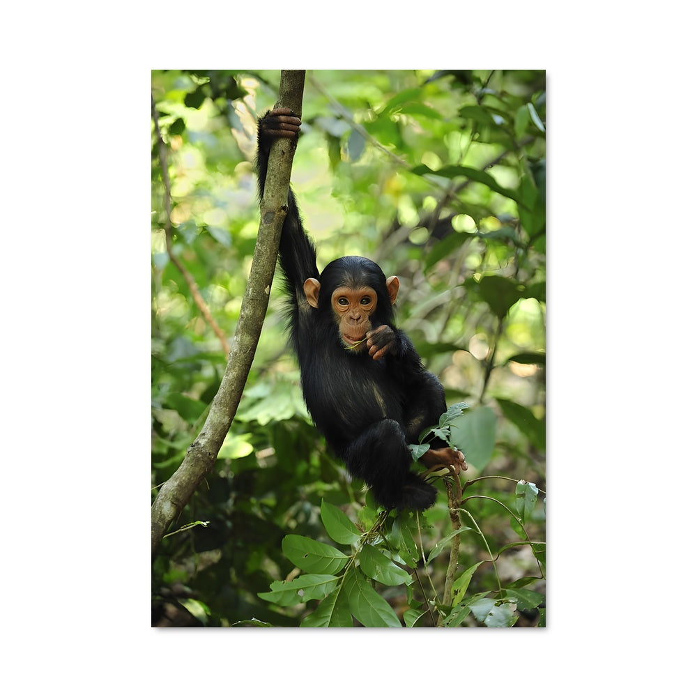 Poster Petit Chimpanzé