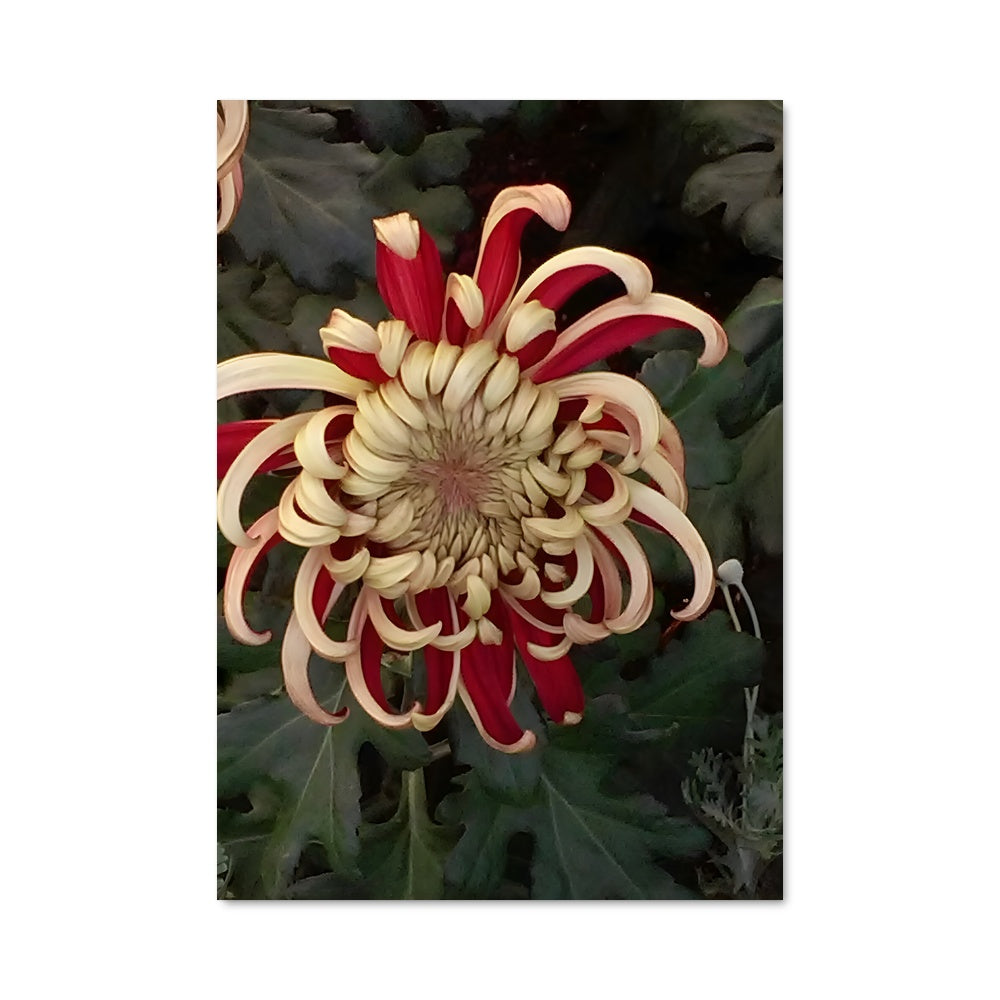 Poster Pétales de Passion