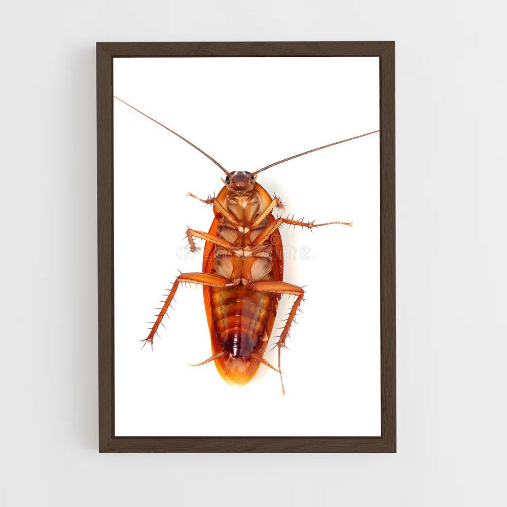 ap-cockroach-1 cadre Bois foncé