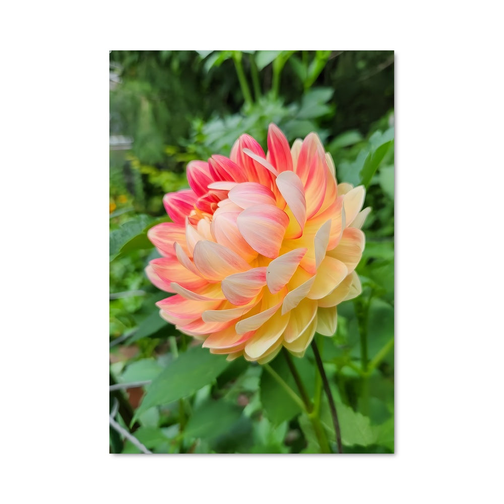 Poster Éclat de Dahlia