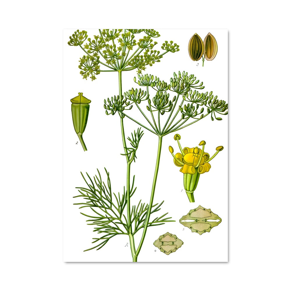 Poster Fleur de Dill