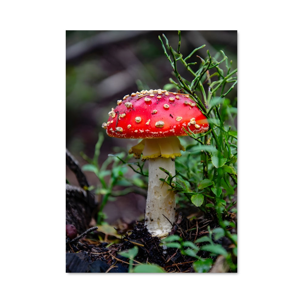 Poster Fly agaric 94250