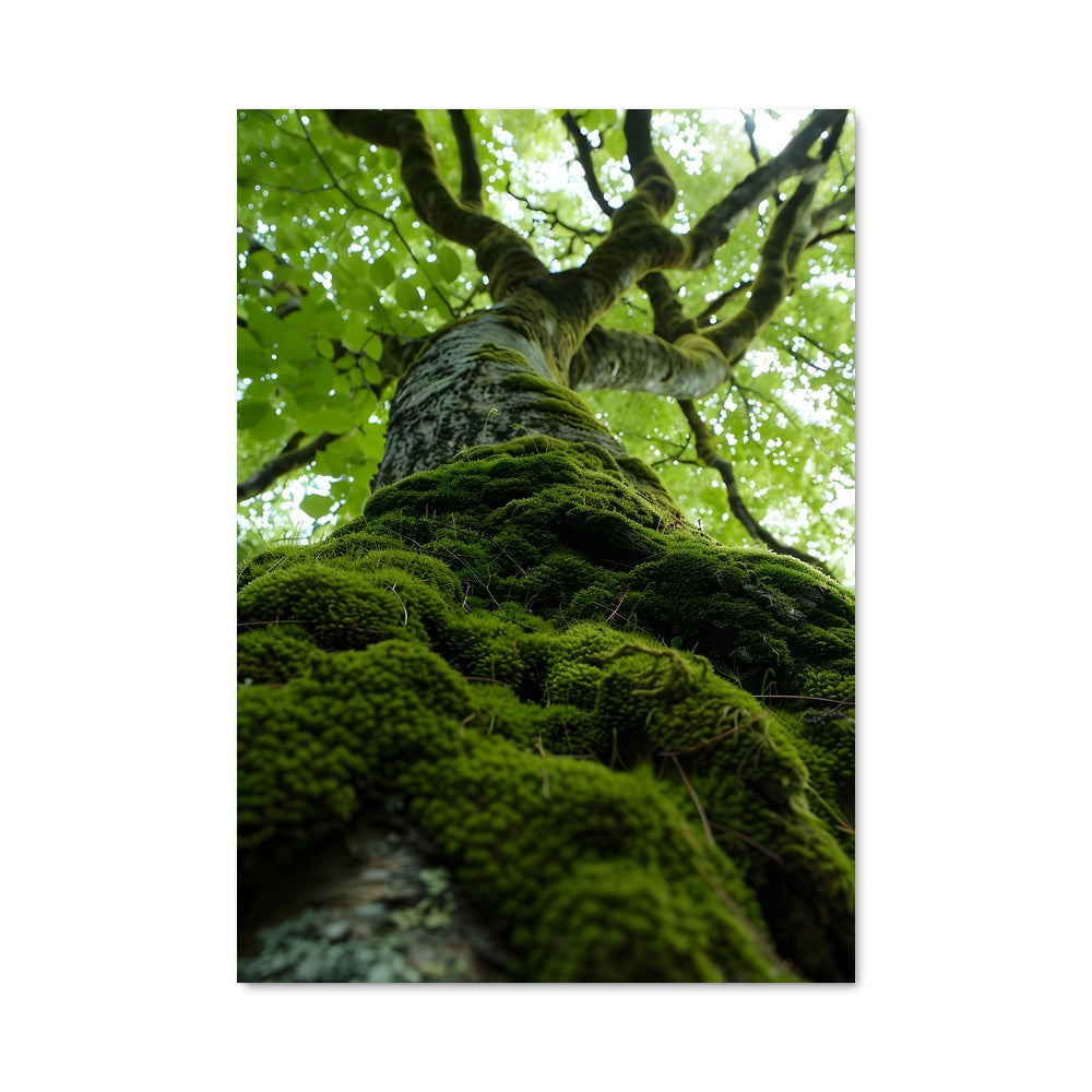 Poster Tronc Enchanté