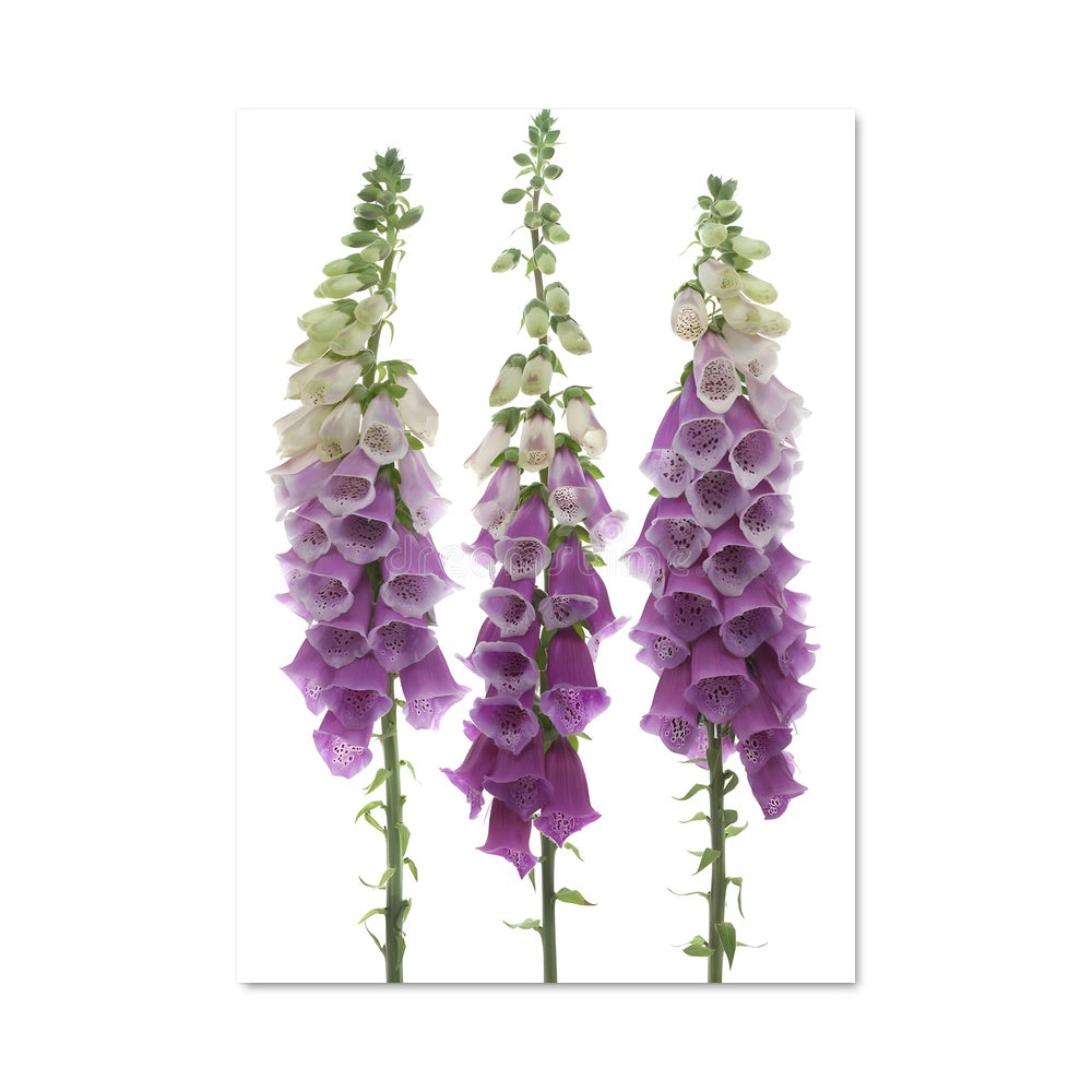 Poster Violette Élégante