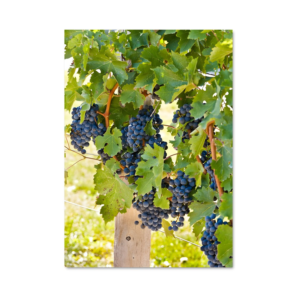 Poster Récolte Sauvage