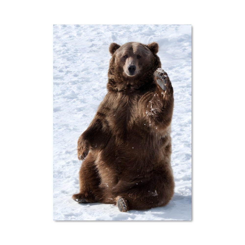 Poster Grizzly au Sommet des Neiges