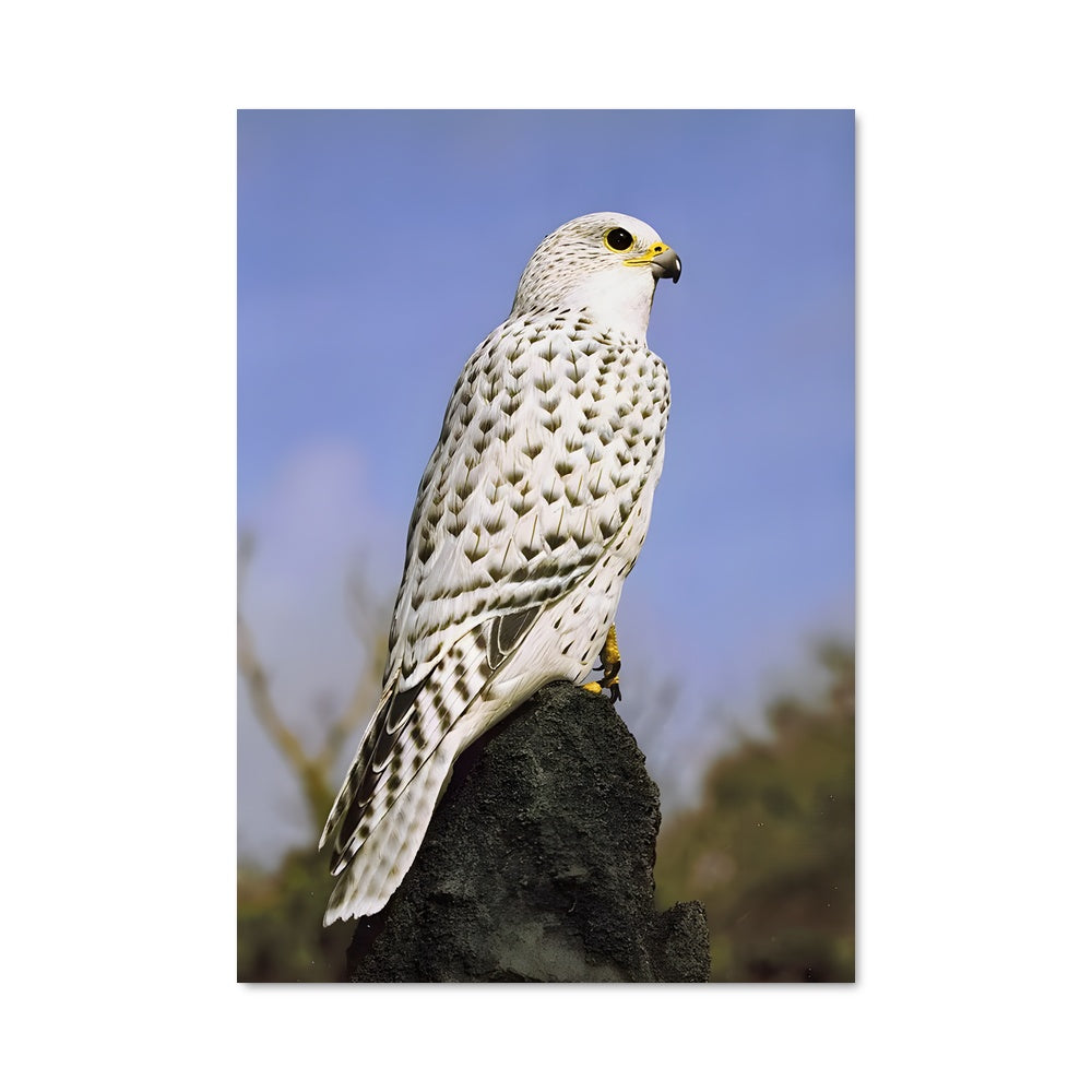Poster L'Esprit du Gyrfalcon