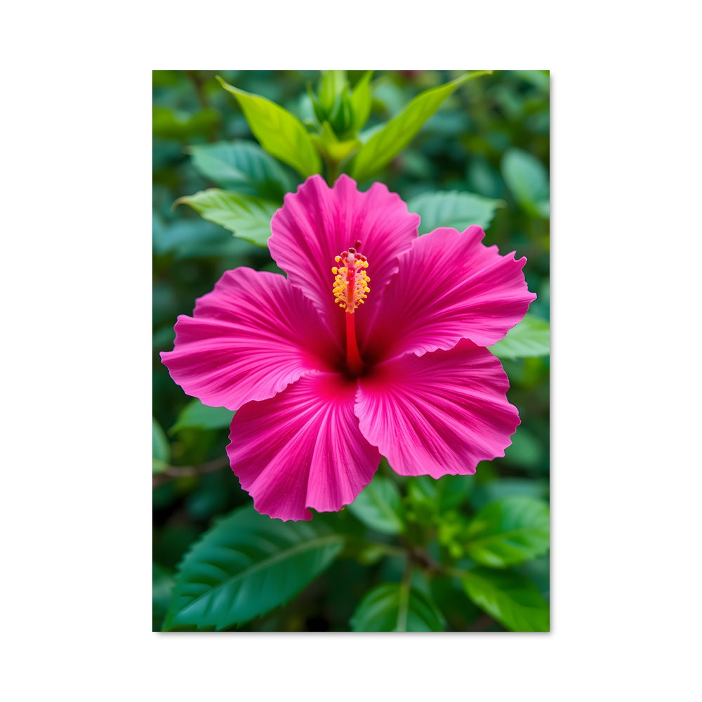 Poster Hibiscus Enchanté