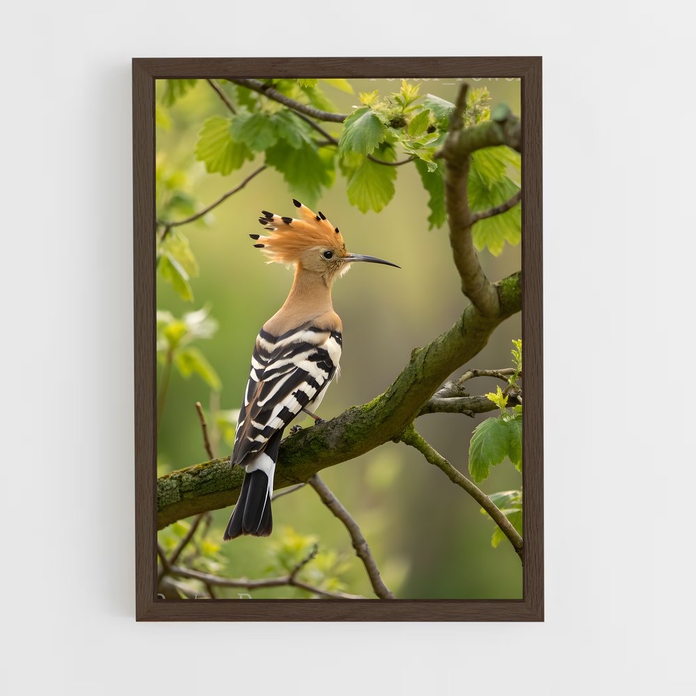 ap-hoopoe-3 cadre Bois foncé