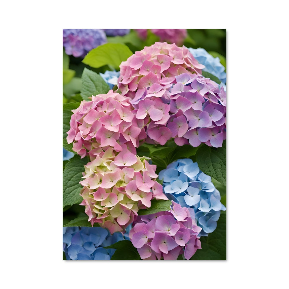 Poster Hydrangea Dreamscape