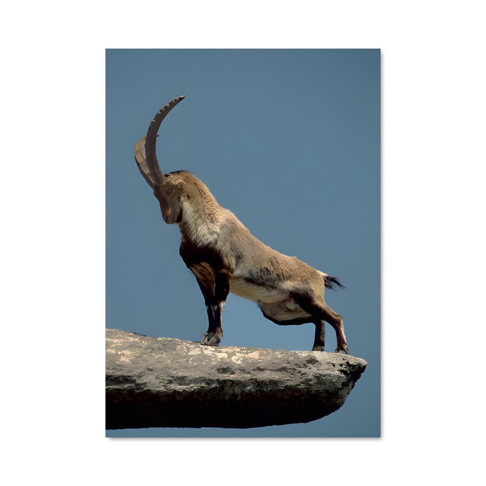 Poster Le Caprin Majestueux