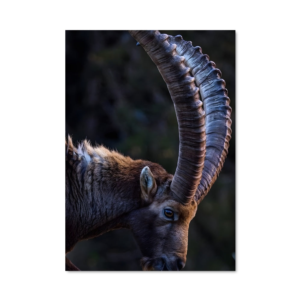 Poster L'Ibex Majestueux