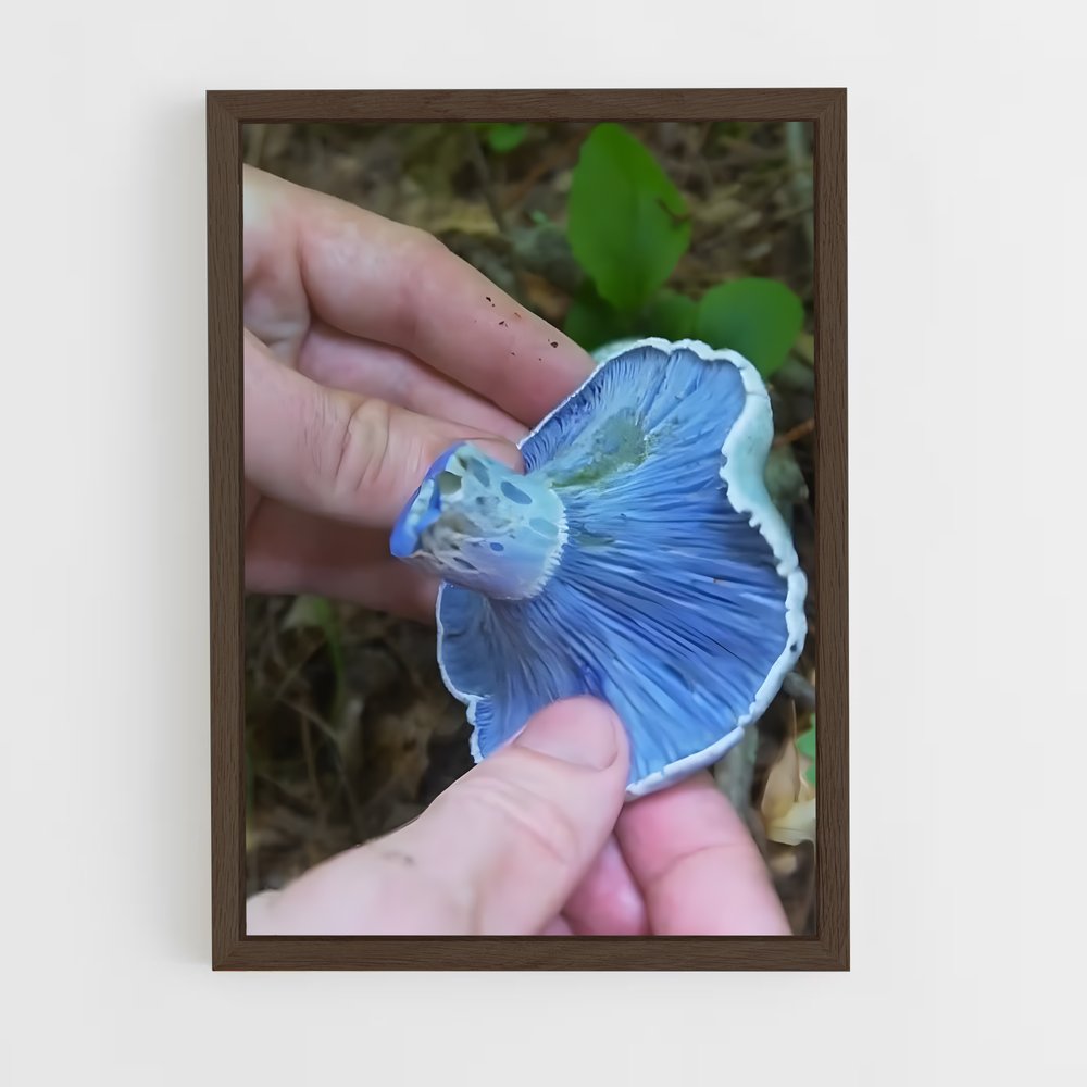 ap-indigo milk cap-2 cadre Bois foncé