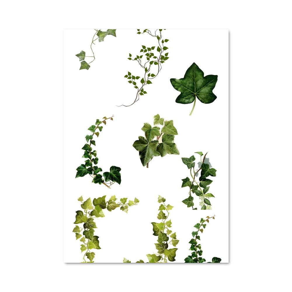 Poster Feuilles d'Ivy