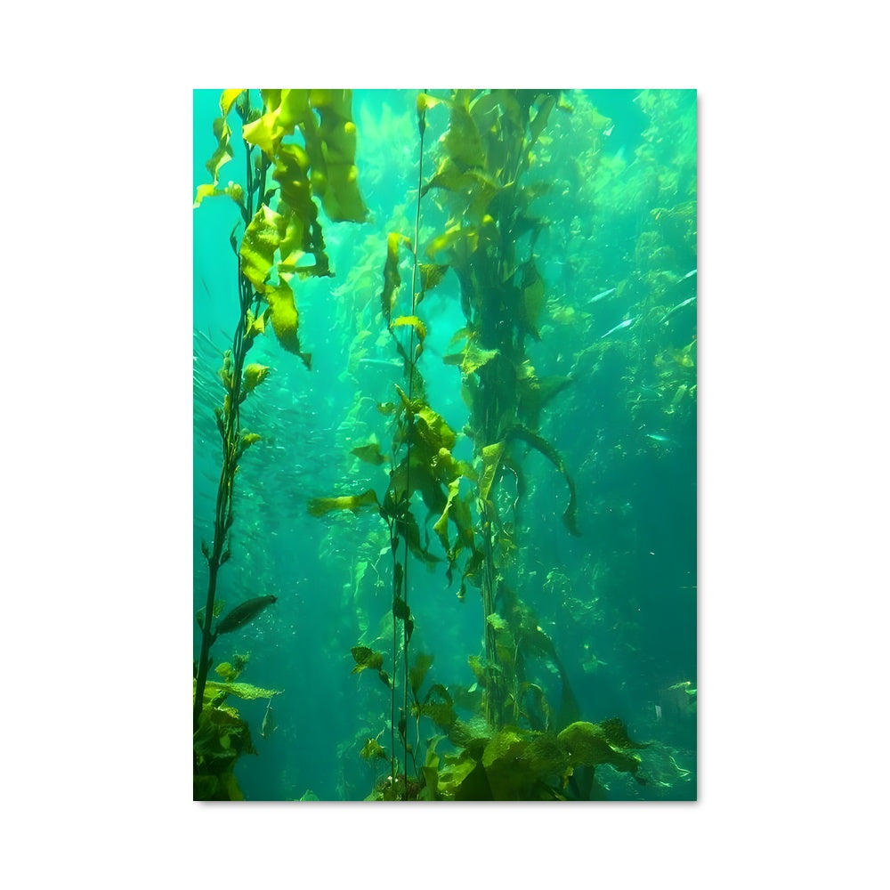 Poster Kelp 96259