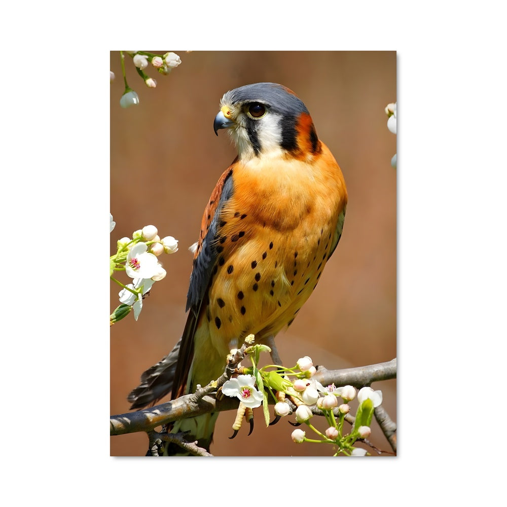 Poster Le Faucon Serein