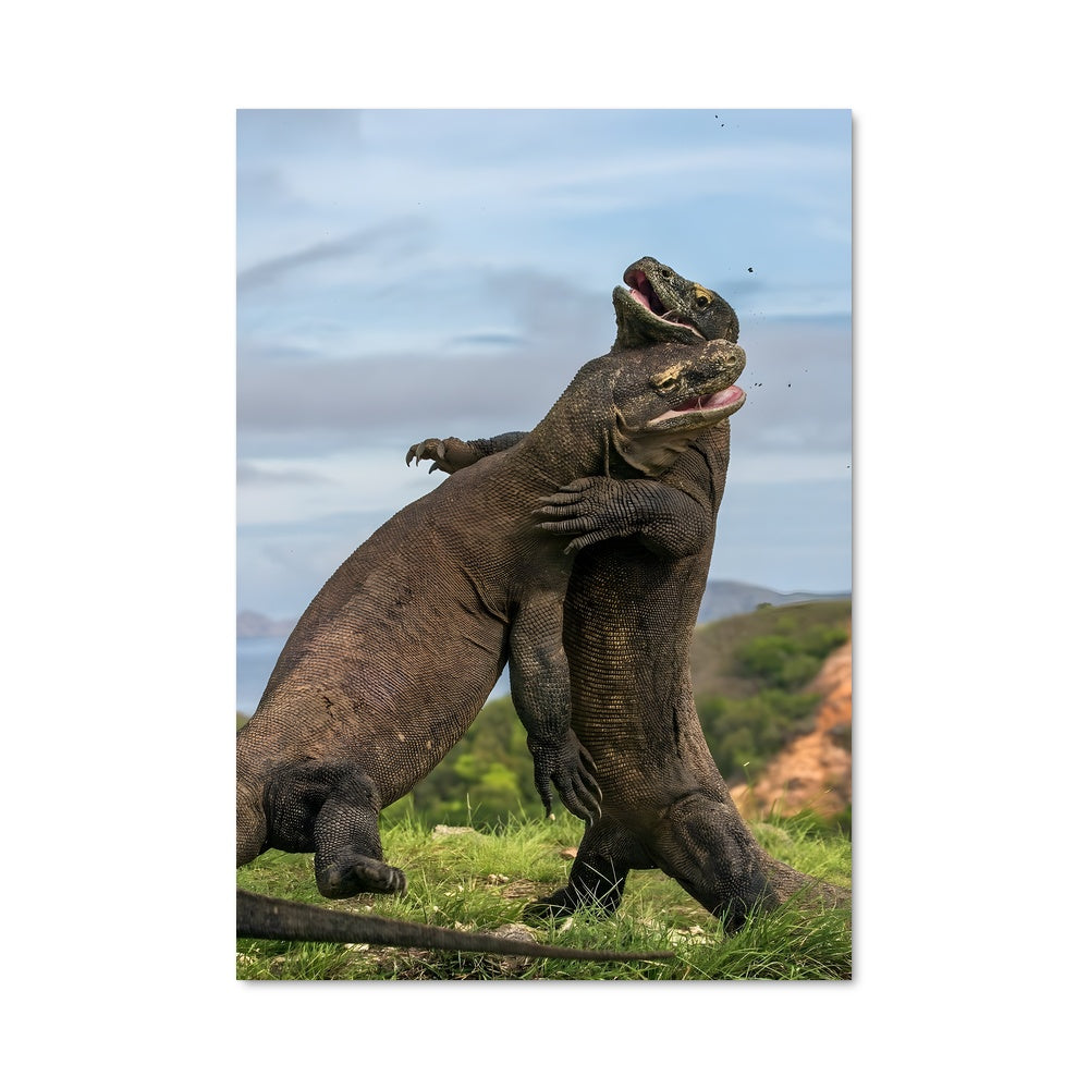 Poster Komodo dragon 83859