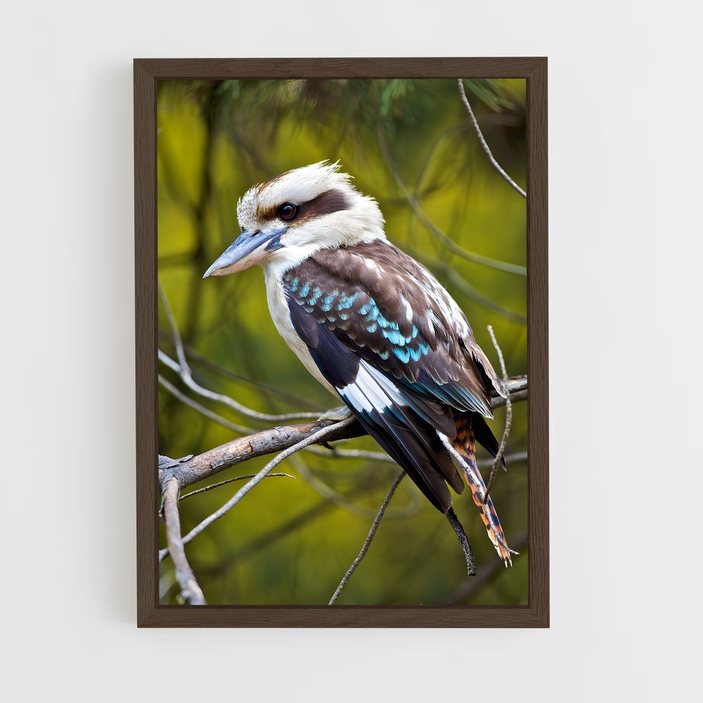 ap-kookaburra-1 cadre Bois foncé