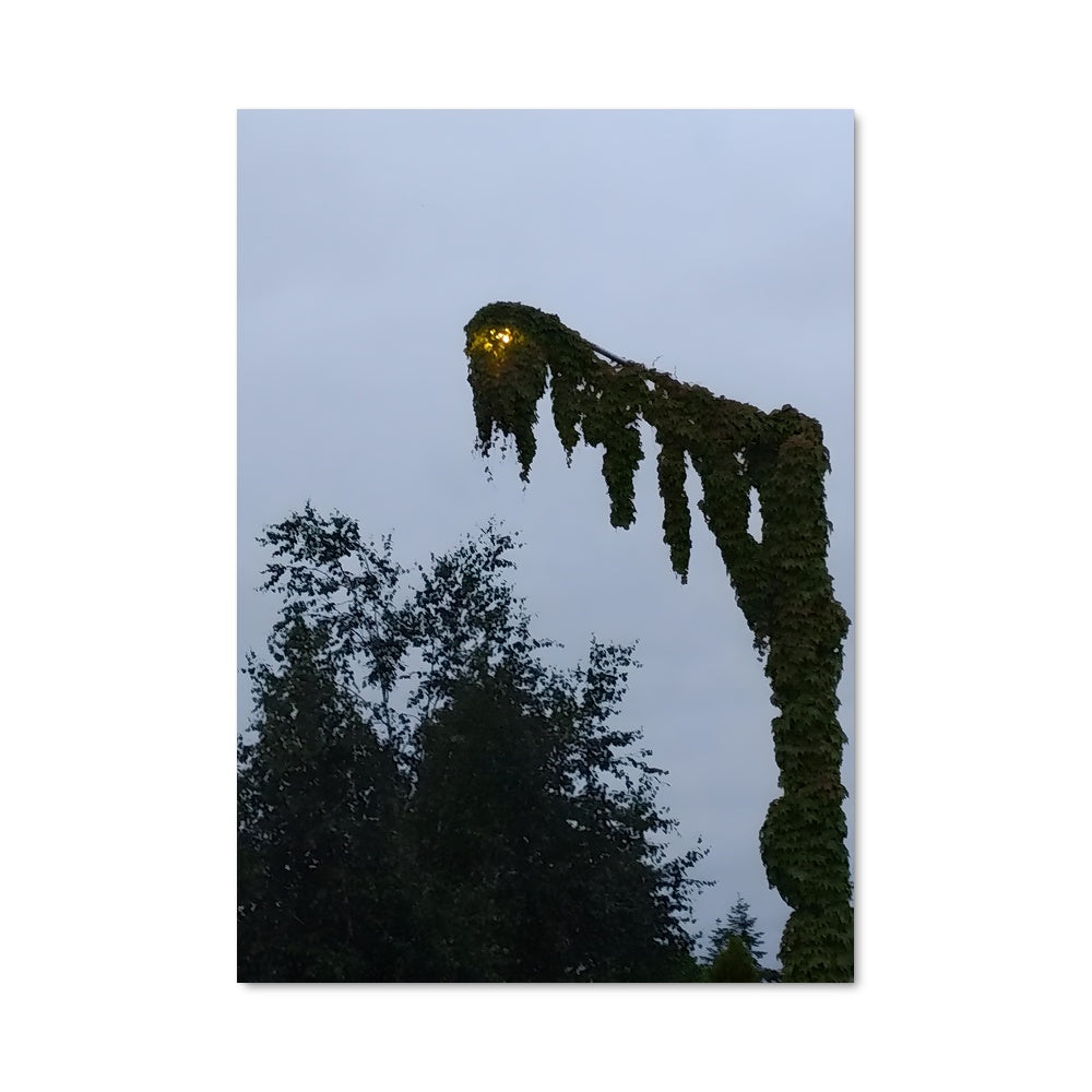 Poster L'Oiseau et l'Arbre