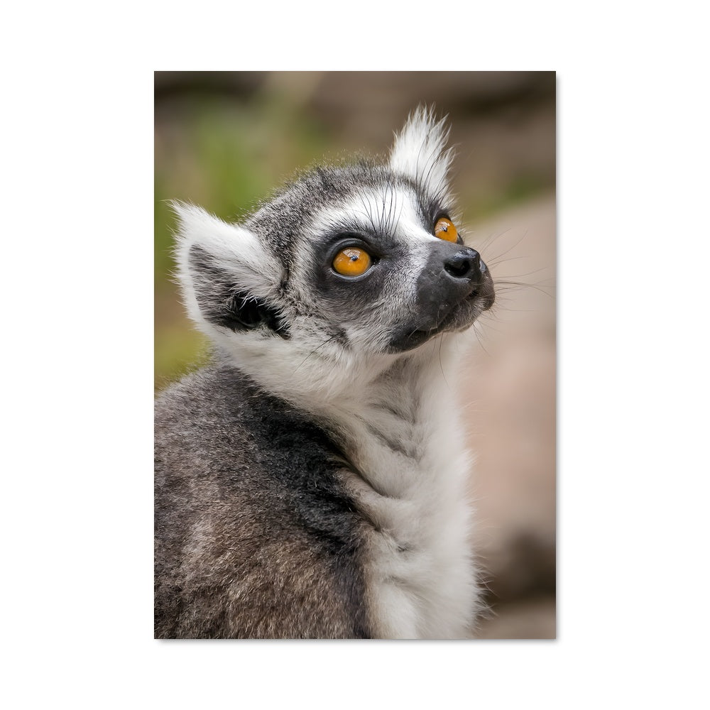 Poster Lemur 83896