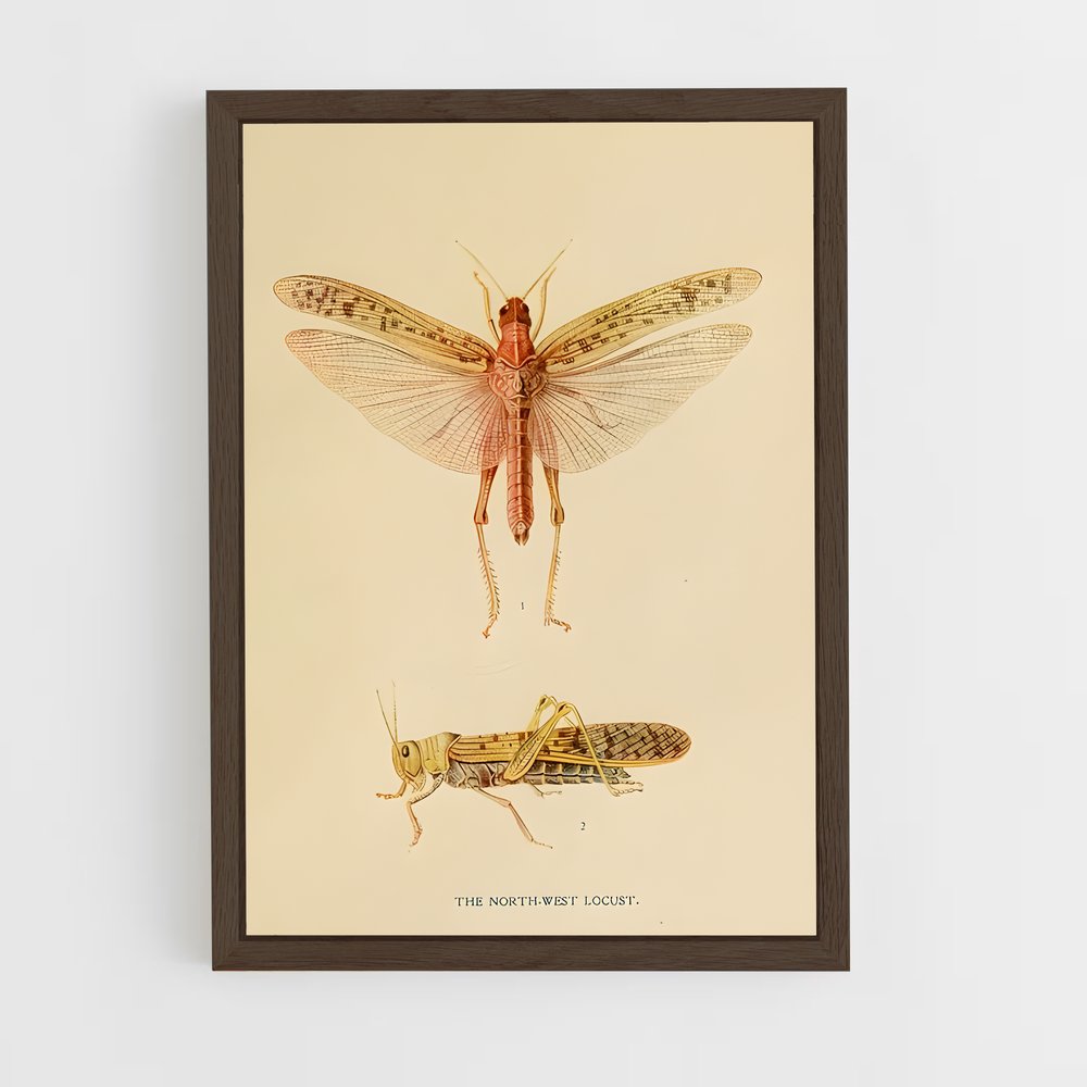 ap-locust-3 cadre Bois foncé