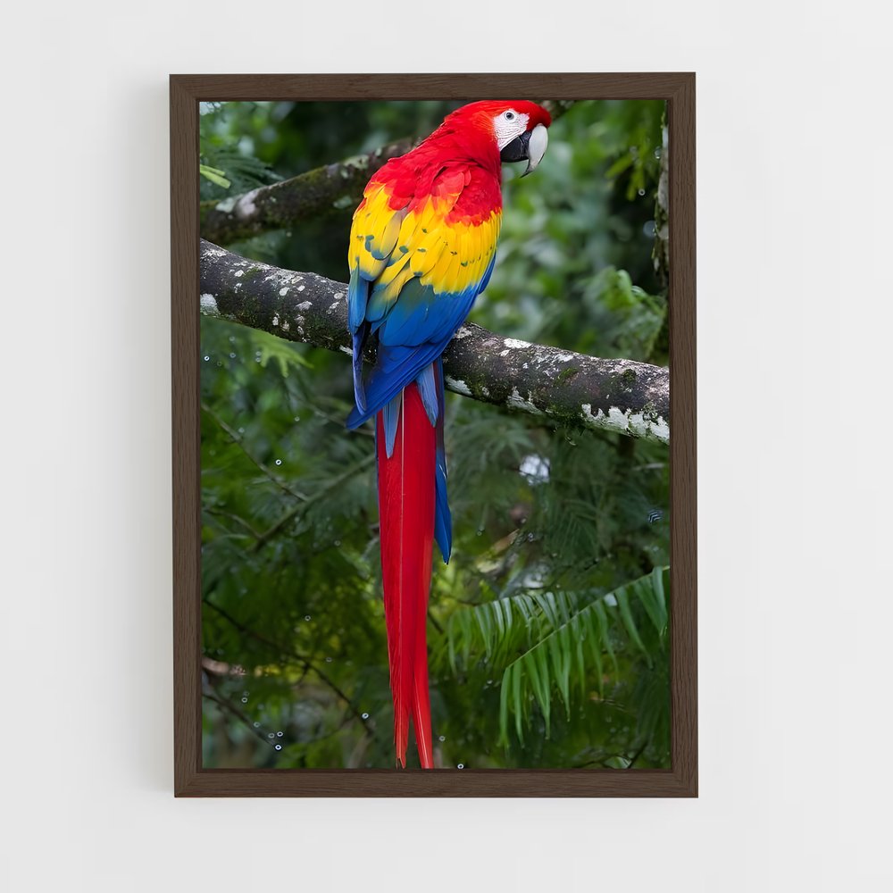 ap-macaw-2 cadre Bois foncé
