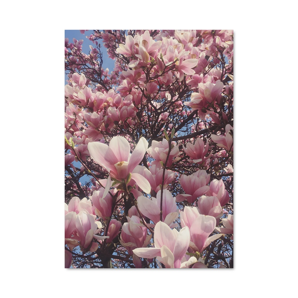 Poster Magnolia 96971