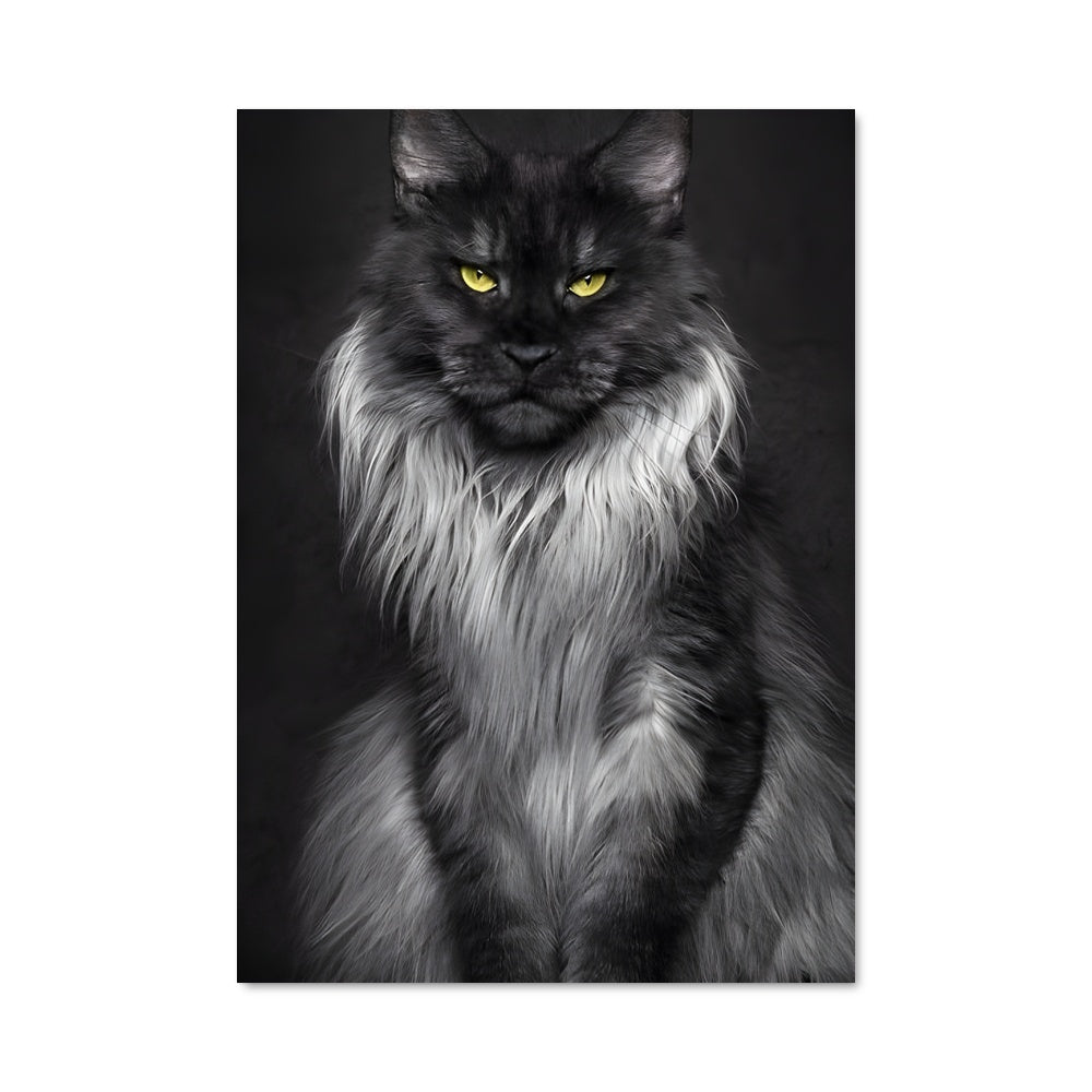 Poster Maine coon 84738