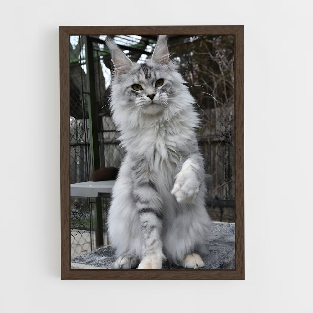 ap-maine coon-1 cadre Bois foncé