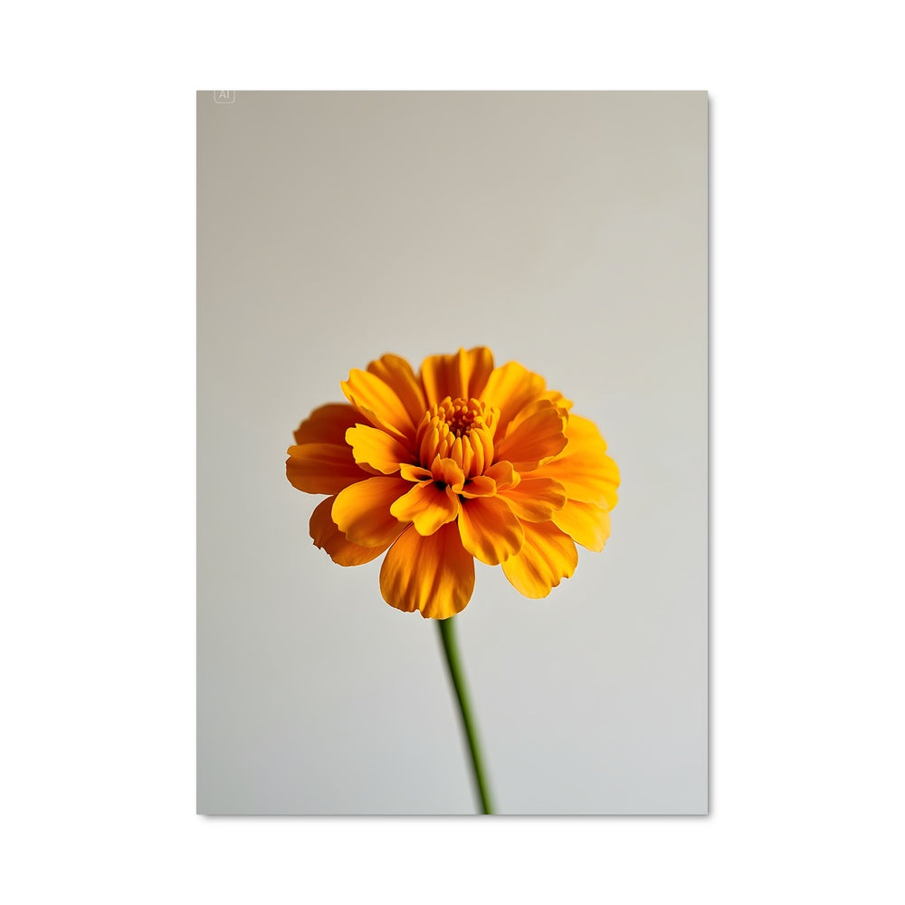 Poster Fleur d'Oranger