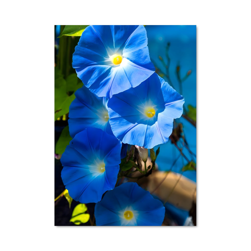 Poster Fleur de Matin