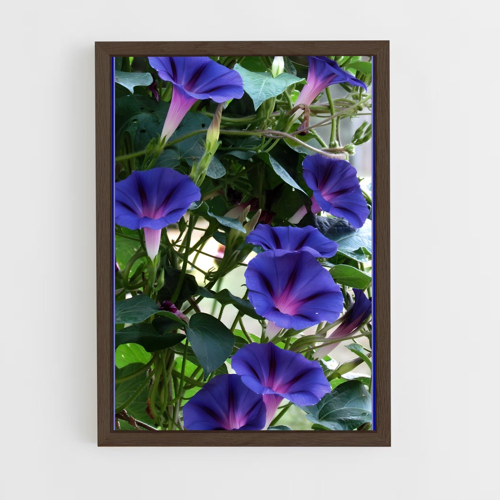 ap-morning glory-6 cadre Bois foncé
