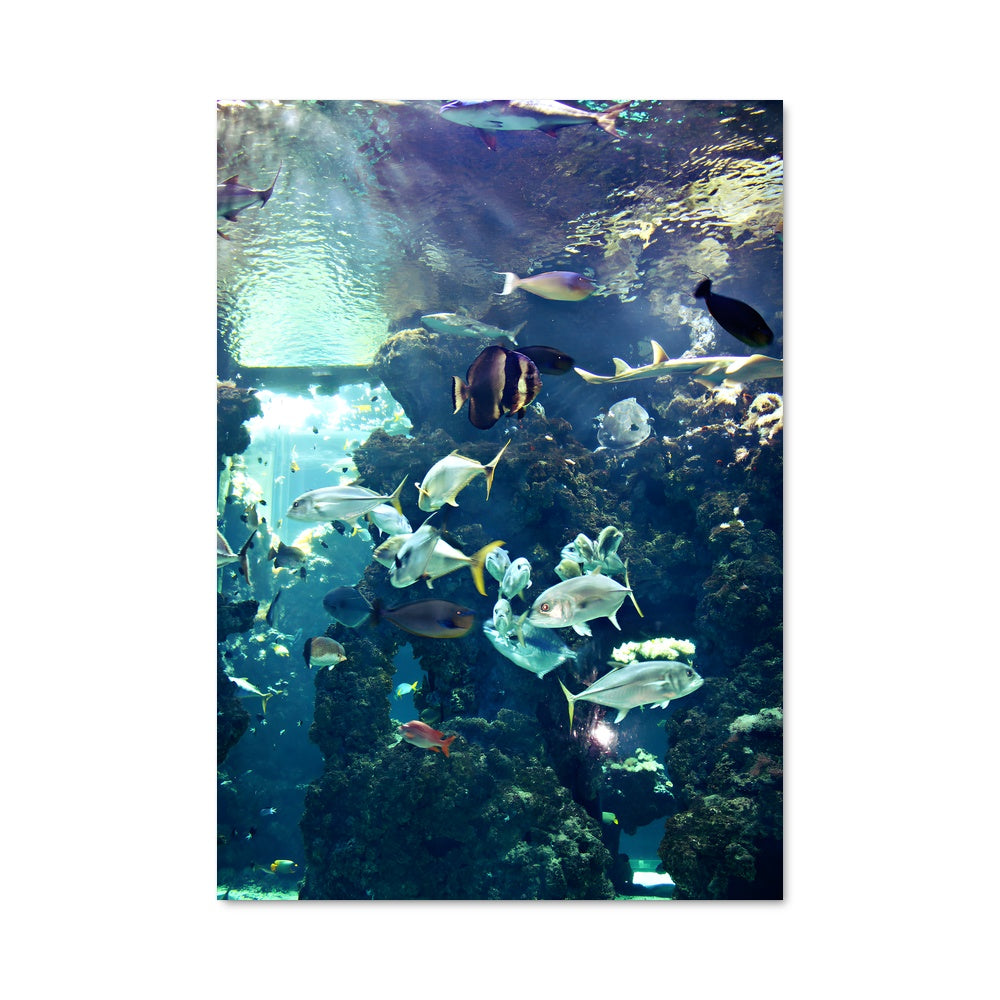 Poster Aquarium Émerveillé