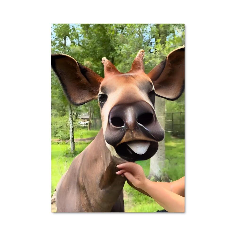 Poster Nourrisseur d'Okapi